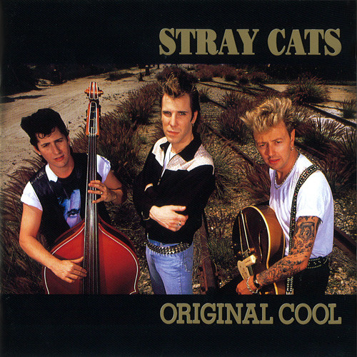 流浪猫straycats