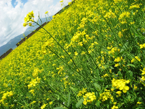 蓝天白云油菜花.