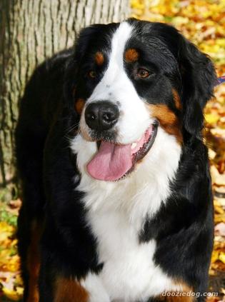 伯恩山犬(bernese mountain dog)的文字 (0)