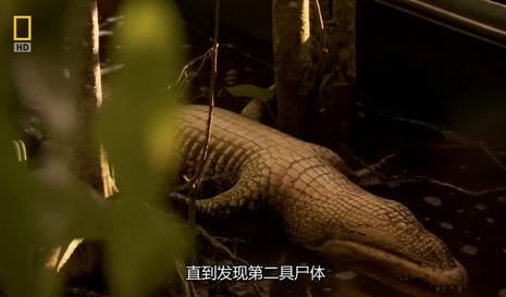 掠食者犯罪现场僵尸鳄鱼predatorcsizombiealligators2008