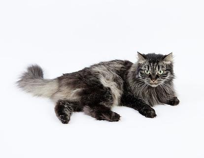 其它                         西伯利亚森林猫,siberian forest cat