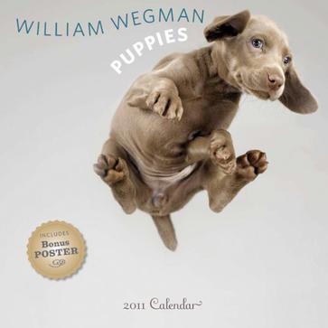 william wegman puppies 2011 wall calendar