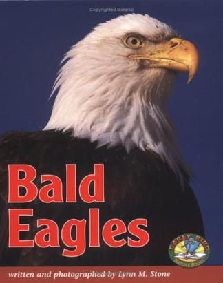 bald eagles