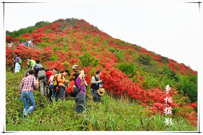 【清明蜡烛山】4月6号杜鹃花开时,登从化通天蜡烛山赏花