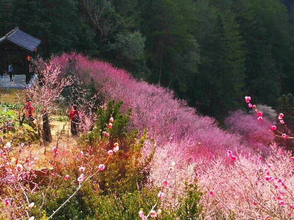 踏春赏花之——卖花渔村,只卖花不卖鱼,走进隐世小山村的梅花仙境!