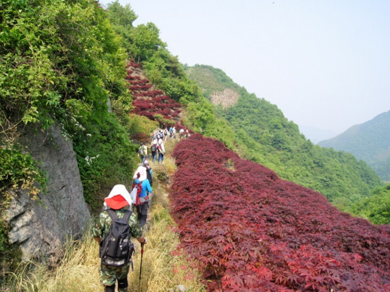 12.5,漫山红枫,徒步唐诗之路-栖霞坑古道