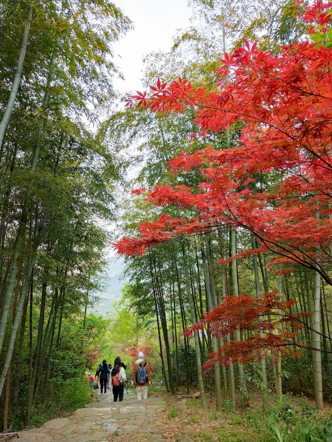 5月2日:鸬鸟山一日游,赏漫山杜鹃花