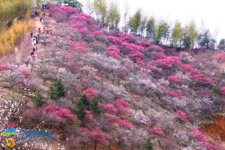 【春暖花开】2月26日 开心赏千亩梅花沟胜景,挖笋踏春