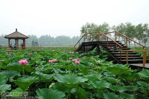 初春带你去河北白沟箱包的天堂,感受白洋淀的妖娆美姿风采