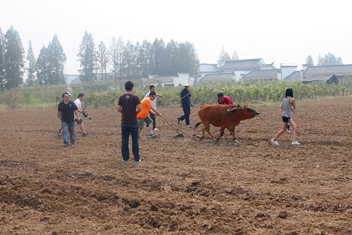 【农耕年华】体验春天耕种的乐趣