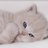猫哥