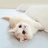 Cat Home.青居