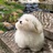 慢吞吞的小乌龟