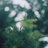 泰索尼斯
