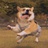 香山大马猴