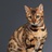 小猫咪