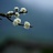 莲花