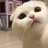 杏菜是一种吃的