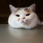 猫龟崽子喷喷香