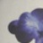 Small.D