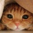 橘猫先生