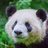 yihan1010