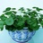 菩提树下看花开