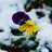 雪里花蕾