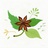 anise