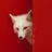 狐废废🦊