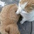 猫打人