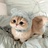 想拥有一只猫