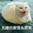 椰椰卷毛