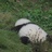 绿豆渣