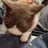 猫不语