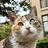 LY咚咚咚🌳🐈