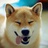 斑陀螺