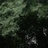Viridian