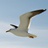 seagull_alive
