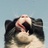 CatCatCash