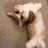 猫咪陡然帐