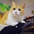 袁小猫yuan