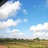 暮夏榆木