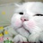 洛克猫cat