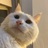 还是没有猫