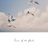 ▶Aplle cie