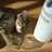 vodcat