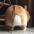 小葵
