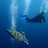Dive+