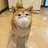 屋里狗蛋